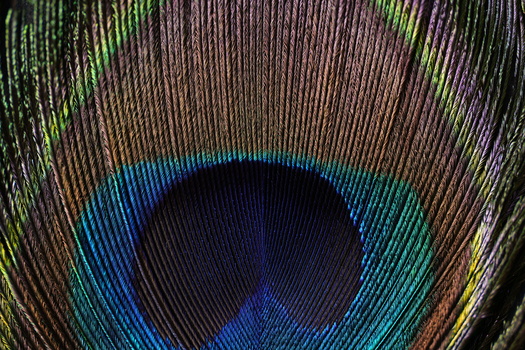 Extreme close-up of a peacock feather showing the characteristic eye-spot with concentric rings of blue, teal, and brown barbs.
