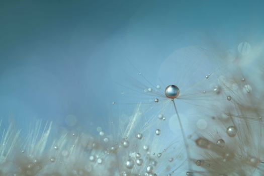Water droplet suspended among dandelion seed filaments against soft blue background.