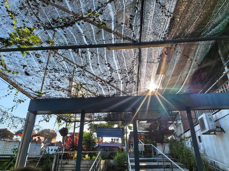 Sunlight streaming through a modern pergola structure with climbing vines overhead in an urban public space.