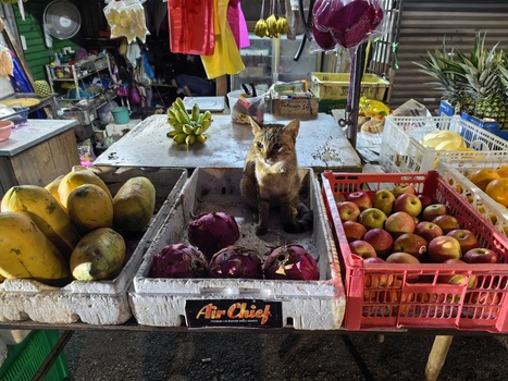 A tabby cat sitting among produce crates at an outdoor market stall with fruits and vegetables.
