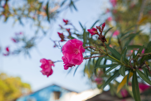 Vivid magenta flowers with needle-like foliage in sharp focus against a blurred background.
