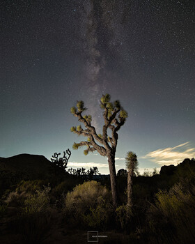 Gnarled Joshua tree silhouetted against Milky Way galaxy at night in desert landscape.
