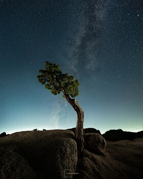 Solitary tree with curved trunk silhouetted against starry night sky and Milky Way.