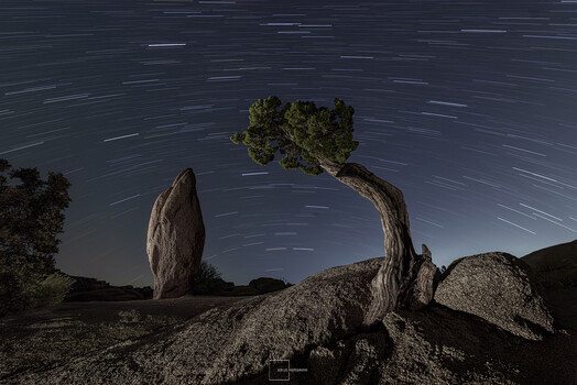 Gnarled tree with luminous canopy silhouetted against starry night sky with visible star trails.