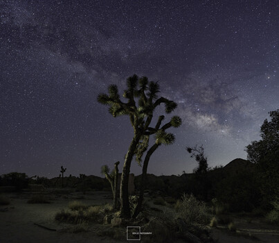 Gnarled Joshua tree silhouetted against a starry night sky with visible Milky Way.
