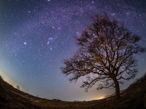 Gnarled tree silhouetted against a starry night sky with the Milky Way visible overhead.