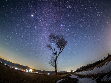 Solitary bare tree silhouetted against a star-filled night sky with the Milky Way visible overhead.