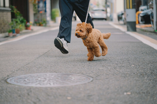 Person walking a small brown poodle on a leash down an urban sidewalk.