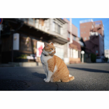 Orange and white cat sitting on an urban street with blurred buildings in the background.