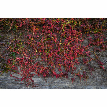 Vibrant red ivy climbing a weathered gray stone wall in autumn.