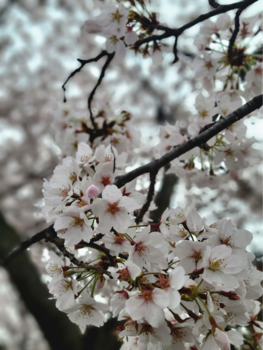 Delicate white blossoms clustered on dark branches with soft bokeh background.