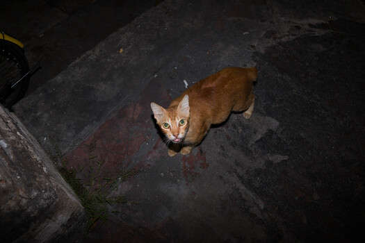 Orange tabby cat on wet dark asphalt looking directly at camera.
