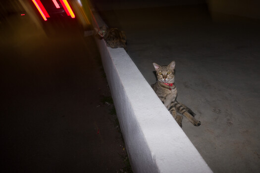 Tabby cat with pink collar standing on white surface beneath red neon sign at night.