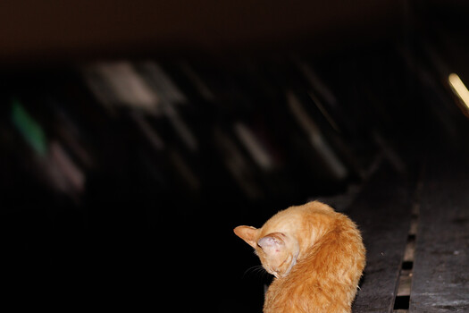 Orange tabby cat sitting on dark pavement, looking to the side with dark background.