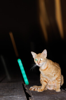 Orange tabby kitten sitting on dark surface next to glowing cyan tube against black background.