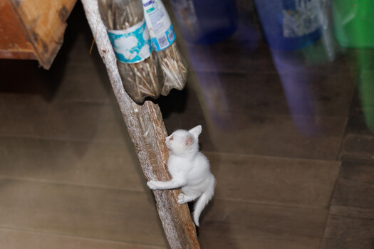 White kitten climbing up a wooden pole indoors.