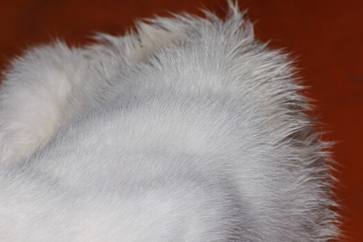 Close-up detail of white fur texture against a warm reddish-brown background.