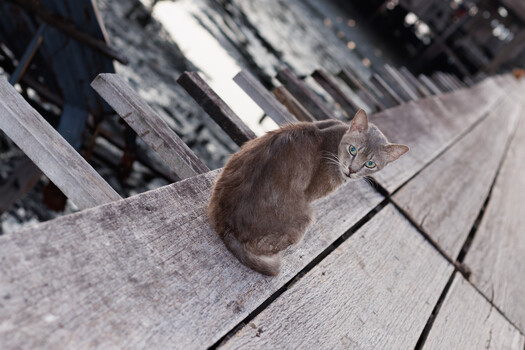 Brown tabby cat sitting on weathered wooden dock boards, looking toward camera with alert expression.
