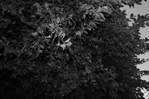 Dense foliage with layered branches and leaves creating deep shadows in black and white.