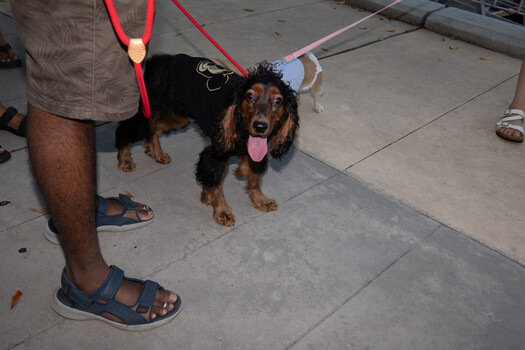 Long-haired dog with tongue out on sidewalk, held by red leash attached to person wearing sandals.
