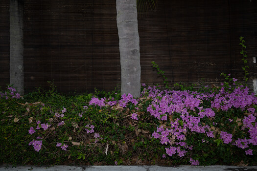 Vibrant magenta flowers blooming against a dark wooden fence with palm tree trunks.