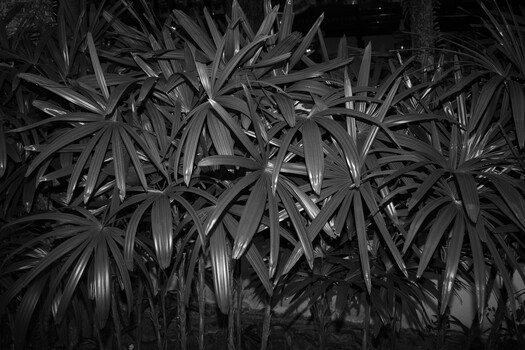 Dense cluster of tropical palm fronds with dramatic light and shadow in black and white.