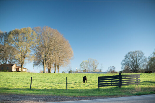 Rural pasture with grazing horse, black fence, bare trees, and small building under clear blue sky.