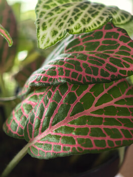 Close-up macro photograph of layered green and red leaves with intricate vein patterns in sharp detail.