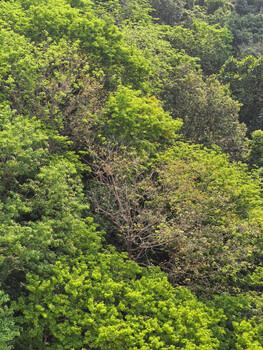 Dense forest canopy with layered foliage in varying shades of green and shadow.