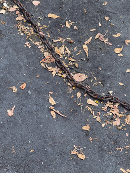 Fallen autumn leaves scattered across dark asphalt with a diagonal branch or shadow line crossing through.