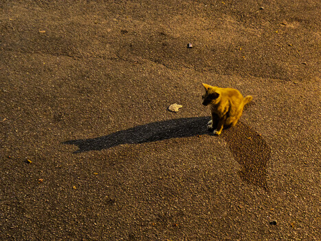 Small golden dog casting a long shadow on sandy beach during golden hour.