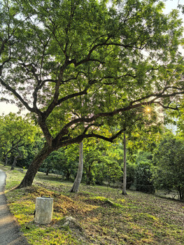 Large mature tree with sprawling dark trunk and bright green canopy in sunlit park setting.