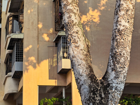 Dappled shadows from a large tree trunk cast geometric patterns across a yellow and gray modernist building facade.