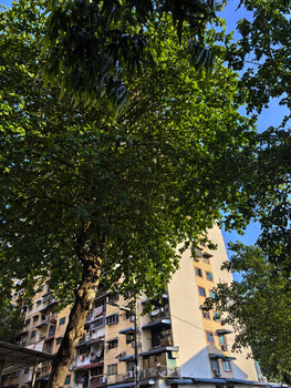 Apartment building framed by overhanging tree foliage against blue sky.