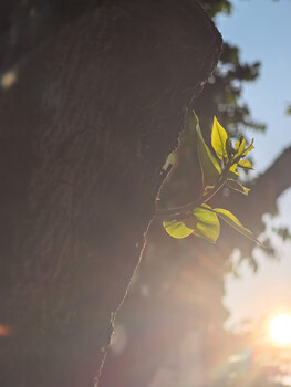 Young green leaves backlit by golden sunlight against a blurred tree trunk and sky.