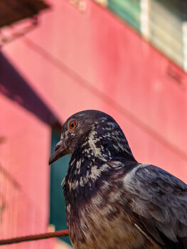 Dark-plumed pigeon with white markings on head, photographed against pink and turquoise background.
