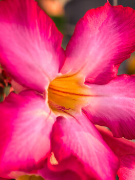 Magenta flower with five petals and golden yellow center stamens in sharp focus.