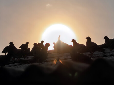 Silhouetted group of pigeons perched on a surface with a large bright sun glowing behind them.