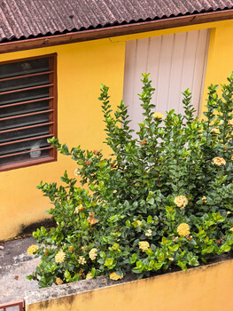 Bright yellow house wall with yellow flowering plants and green foliage growing against it.