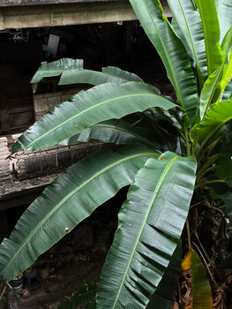 Banana plant leaves with layered green fronds creating depth and texture in natural light.