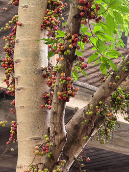 Climbing ivy with red and orange berries densely covering a tree trunk in natural daylight.