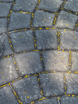Weathered pavement with moss-filled grout lines creating a geometric grid pattern.