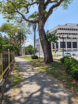 Tree-lined pedestrian pathway with dappled shadow patterns and mid-century institutional building in background.
