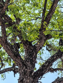 Massive gnarled tree trunk with thick dark bark and multiple branches spreading outward, bright green foliage against blue sky.