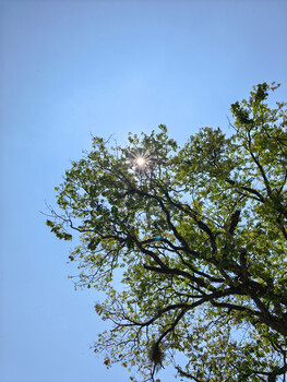 Large tree with green foliage photographed against clear blue sky from below.
