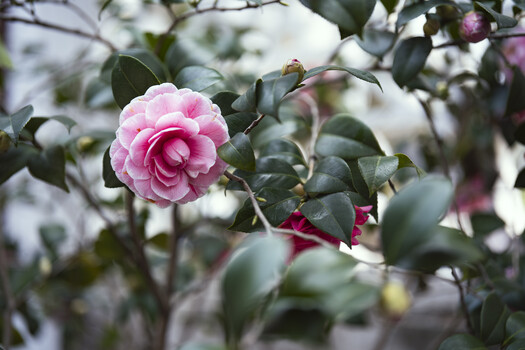 Pink camellia flower in full bloom among dark green foliage with soft, diffused natural light.