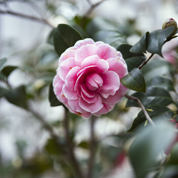 Pink camellia flower in full bloom with layered petals and dark green foliage.