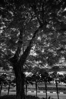 Gnarled tree trunk with dense canopy photographed from below in black and white.
