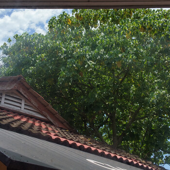 Residential roofline with terracotta tiles framed by dense green foliage under bright daylight.