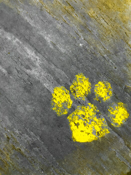 Bright yellow lichen or moss forming a paw print shape on dark gray concrete pavement.